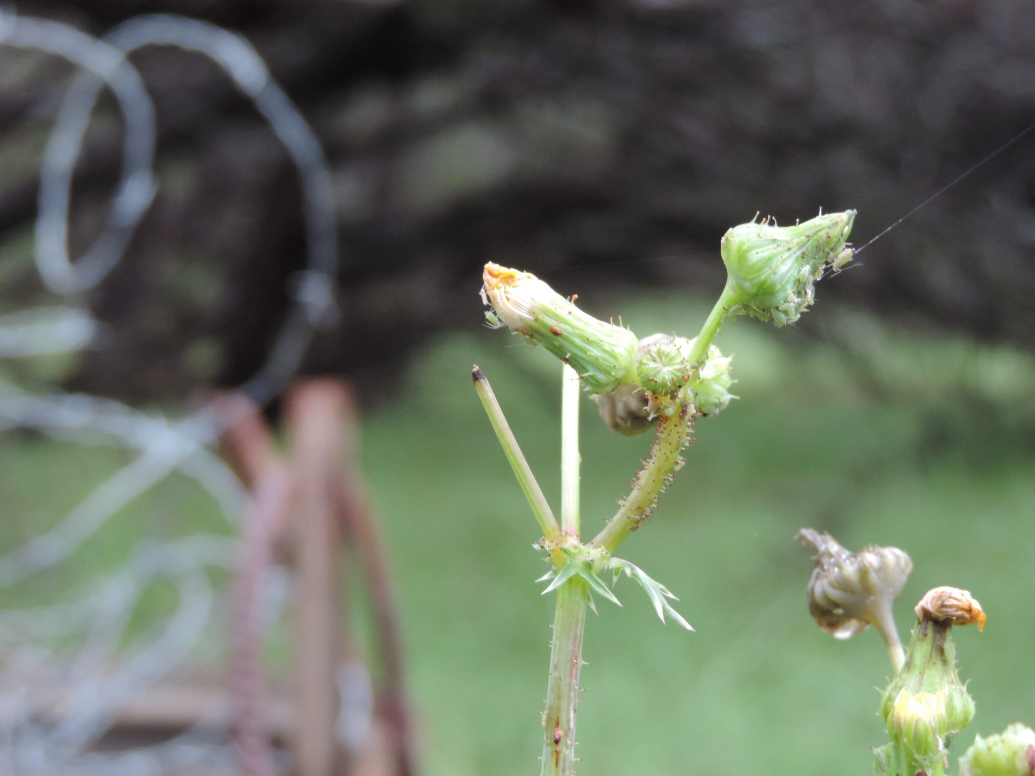 Thistle pods