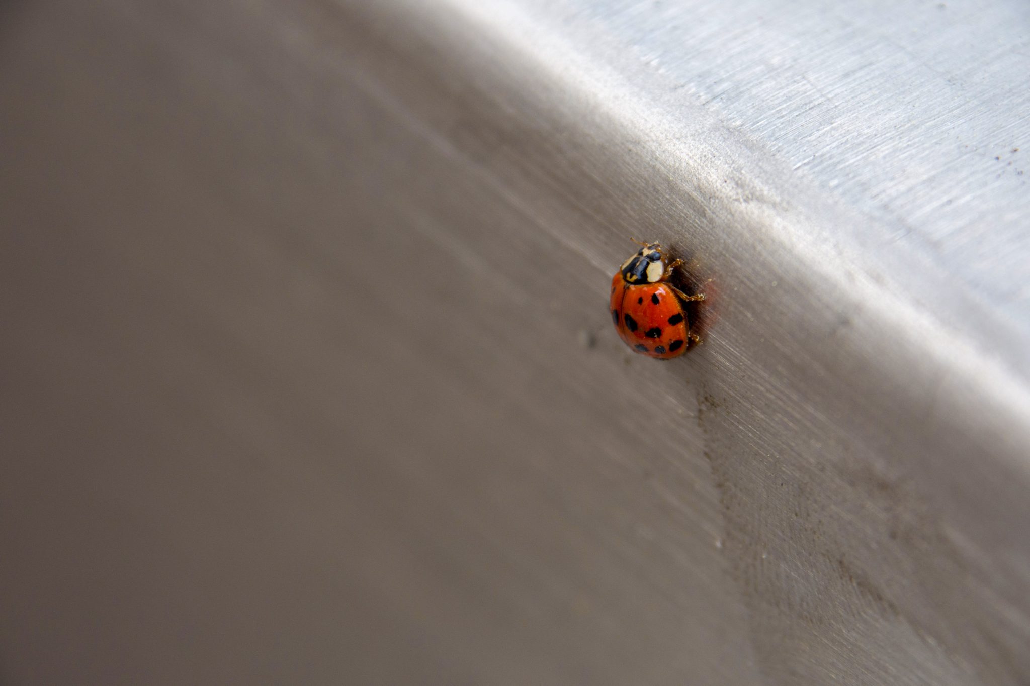 Close-up of a ladybug on a metal surface