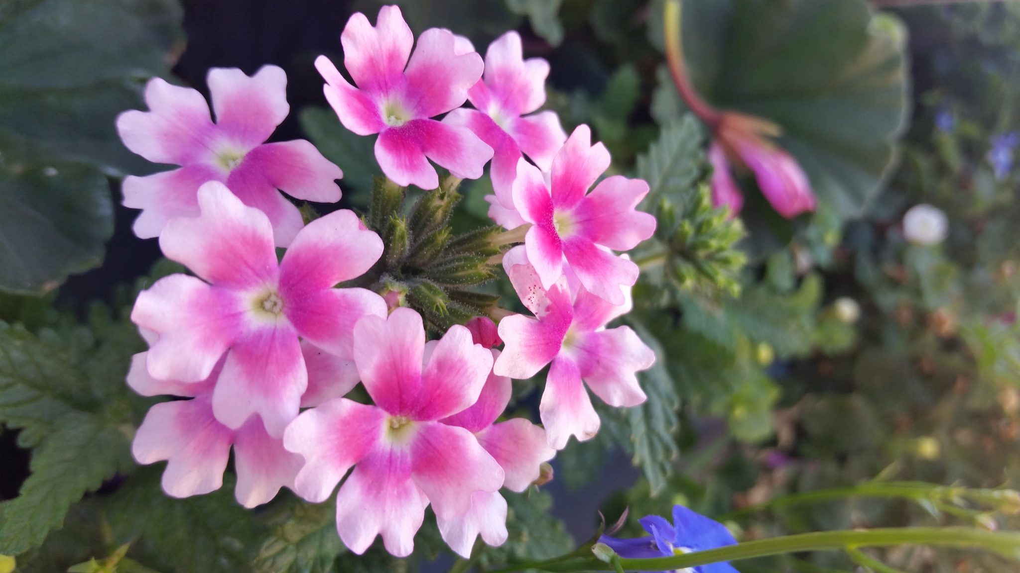 Pink flowers