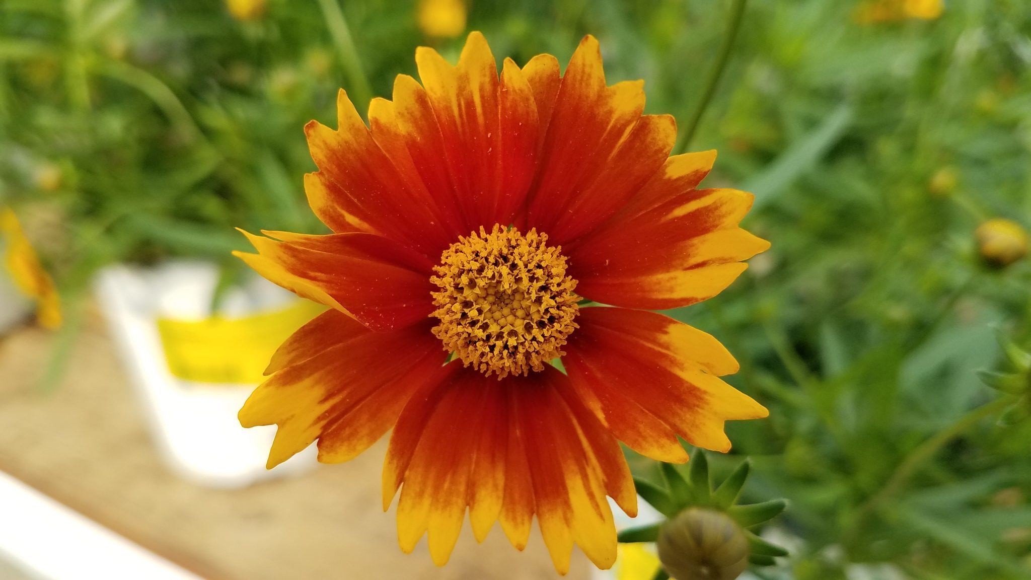 Marigold