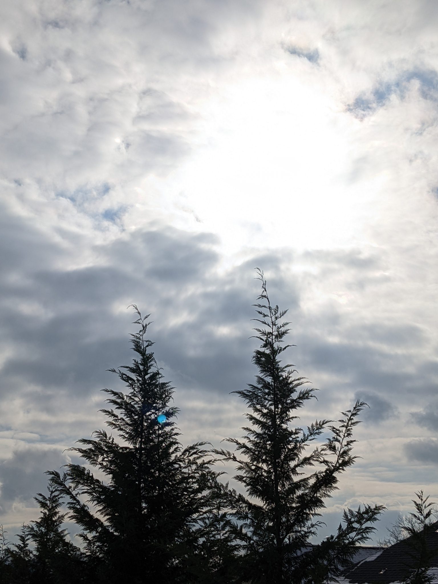 The sun rising behind two trees