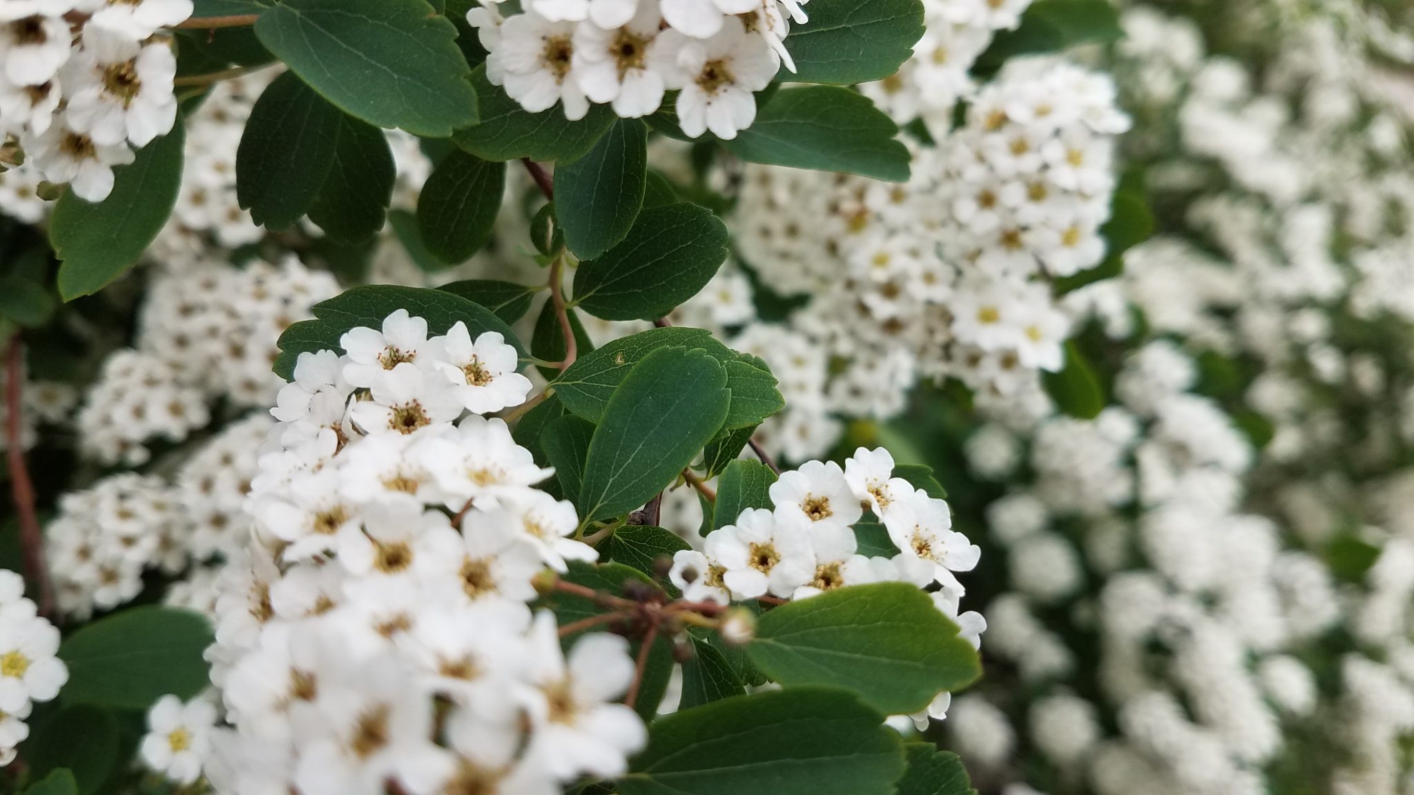 Tiny white flowers