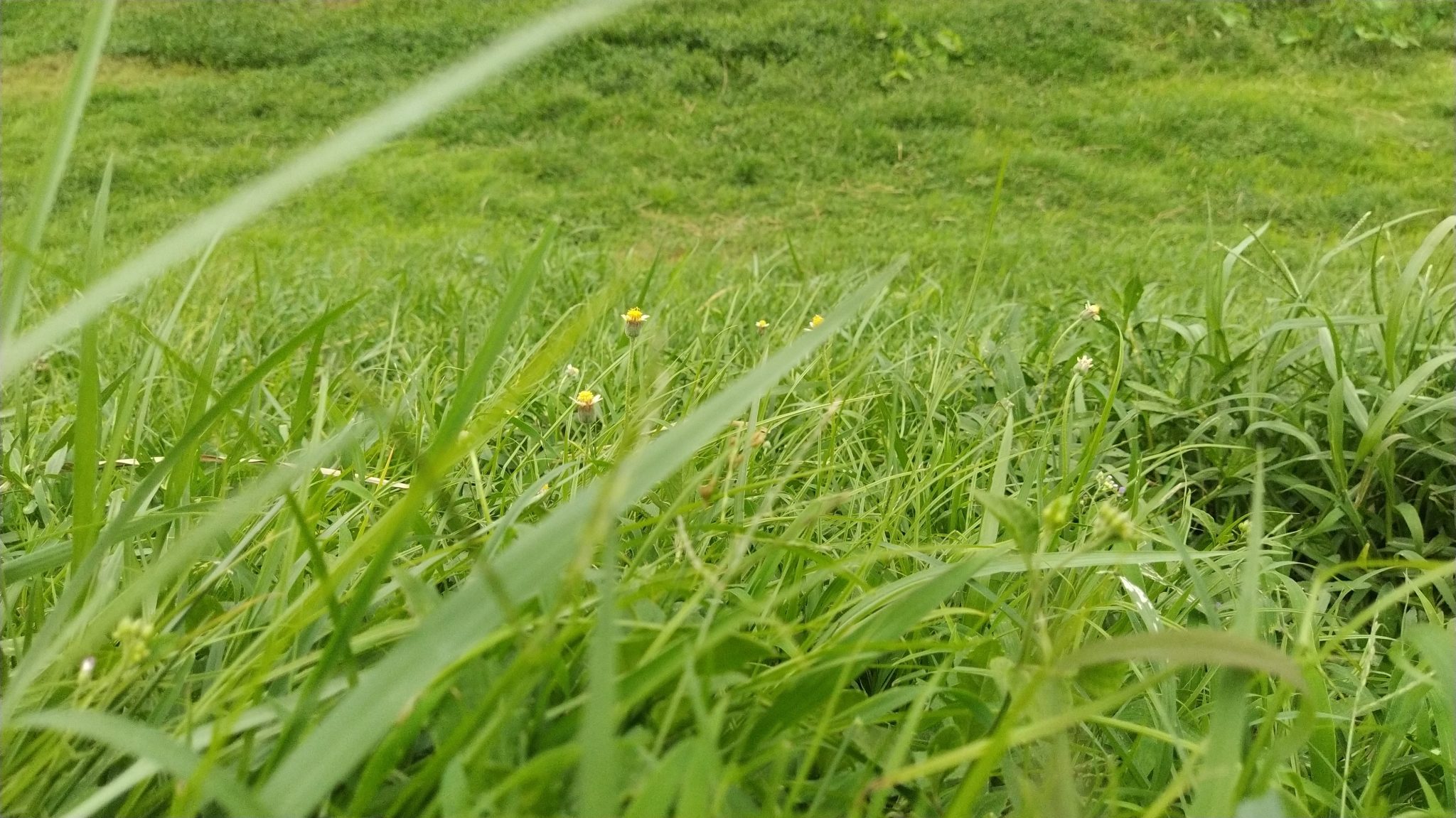 Grass
