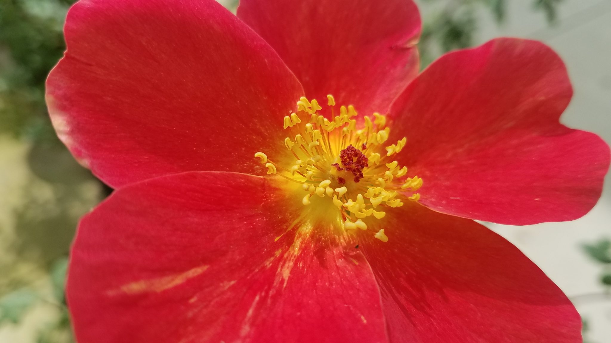 Wild rose