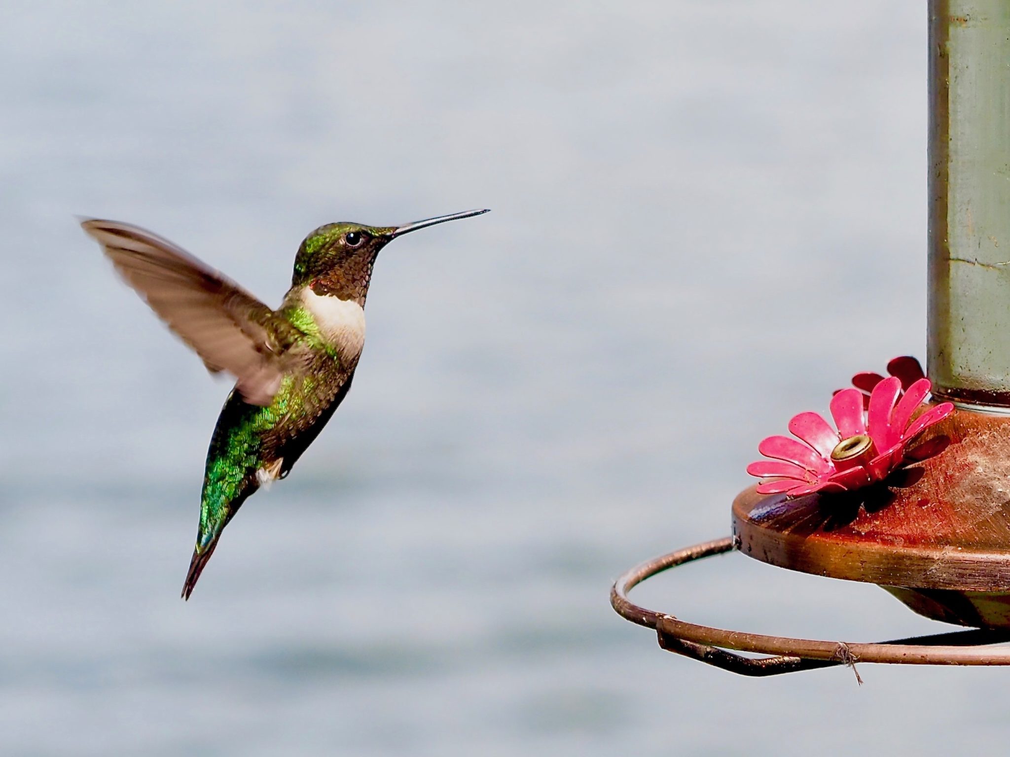 A hummingbird approaching a feeder