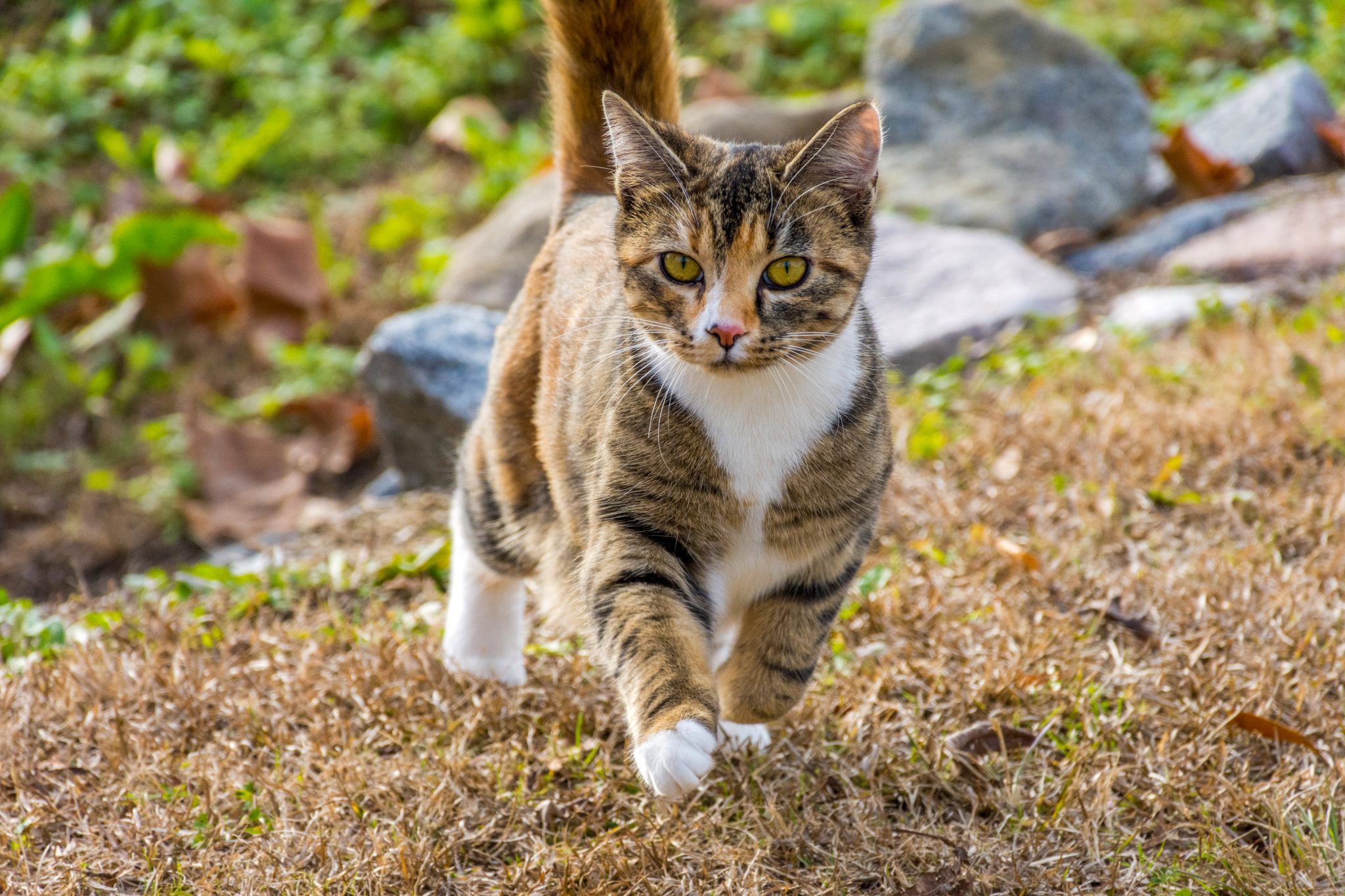 Calico cat walking in the grass