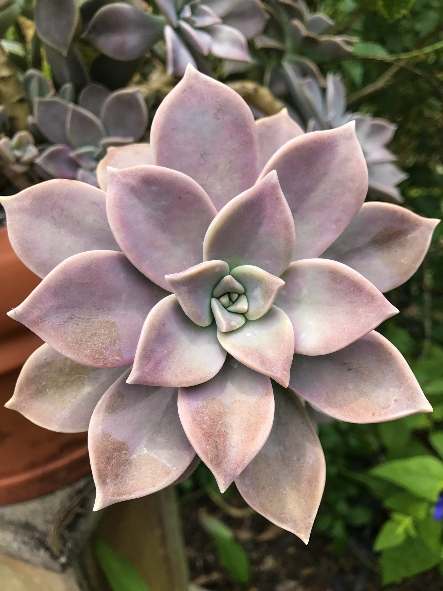 Large ghost plant