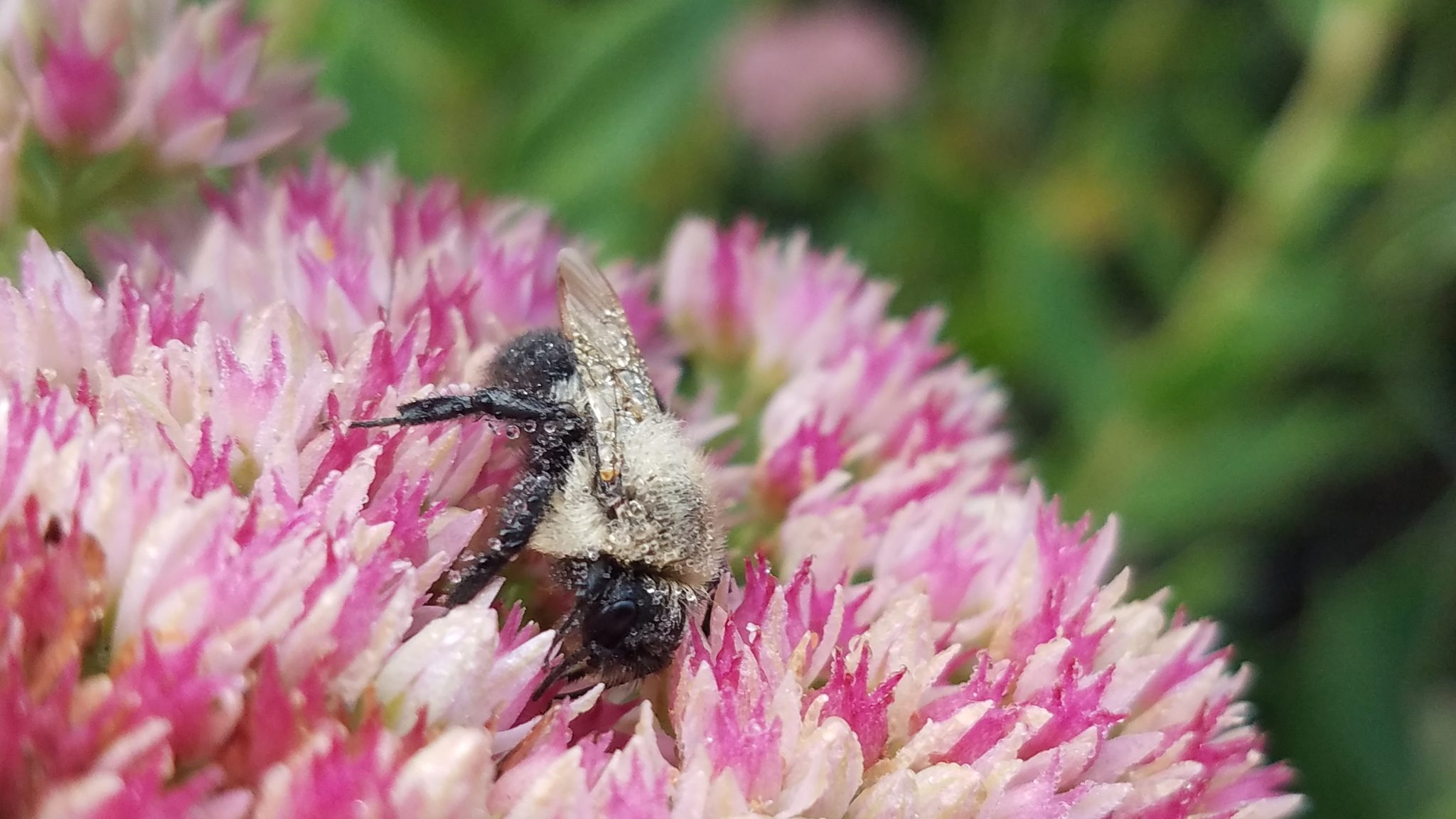 Bumblebee with water droplets