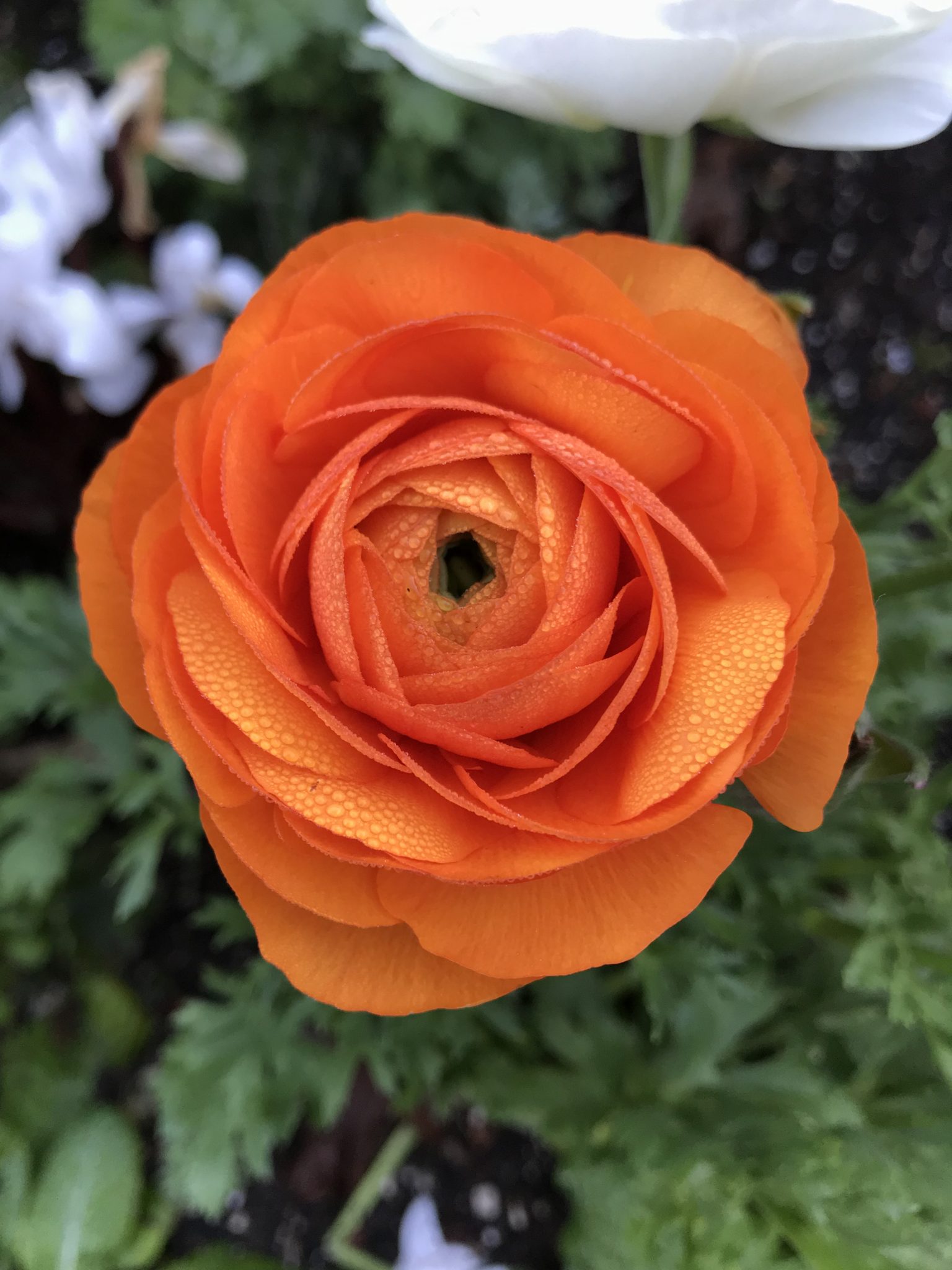 Orange flower