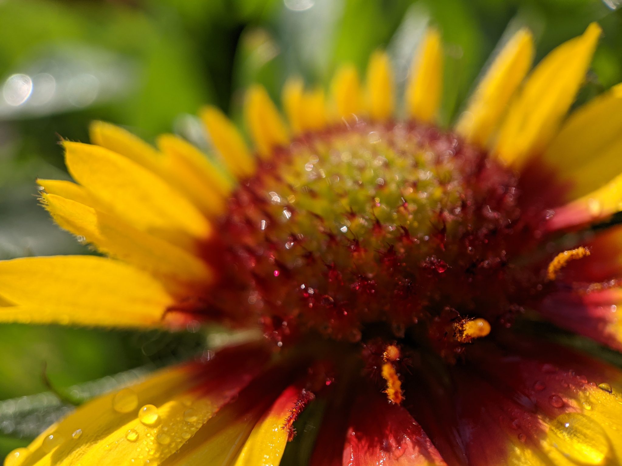 Flower core with water