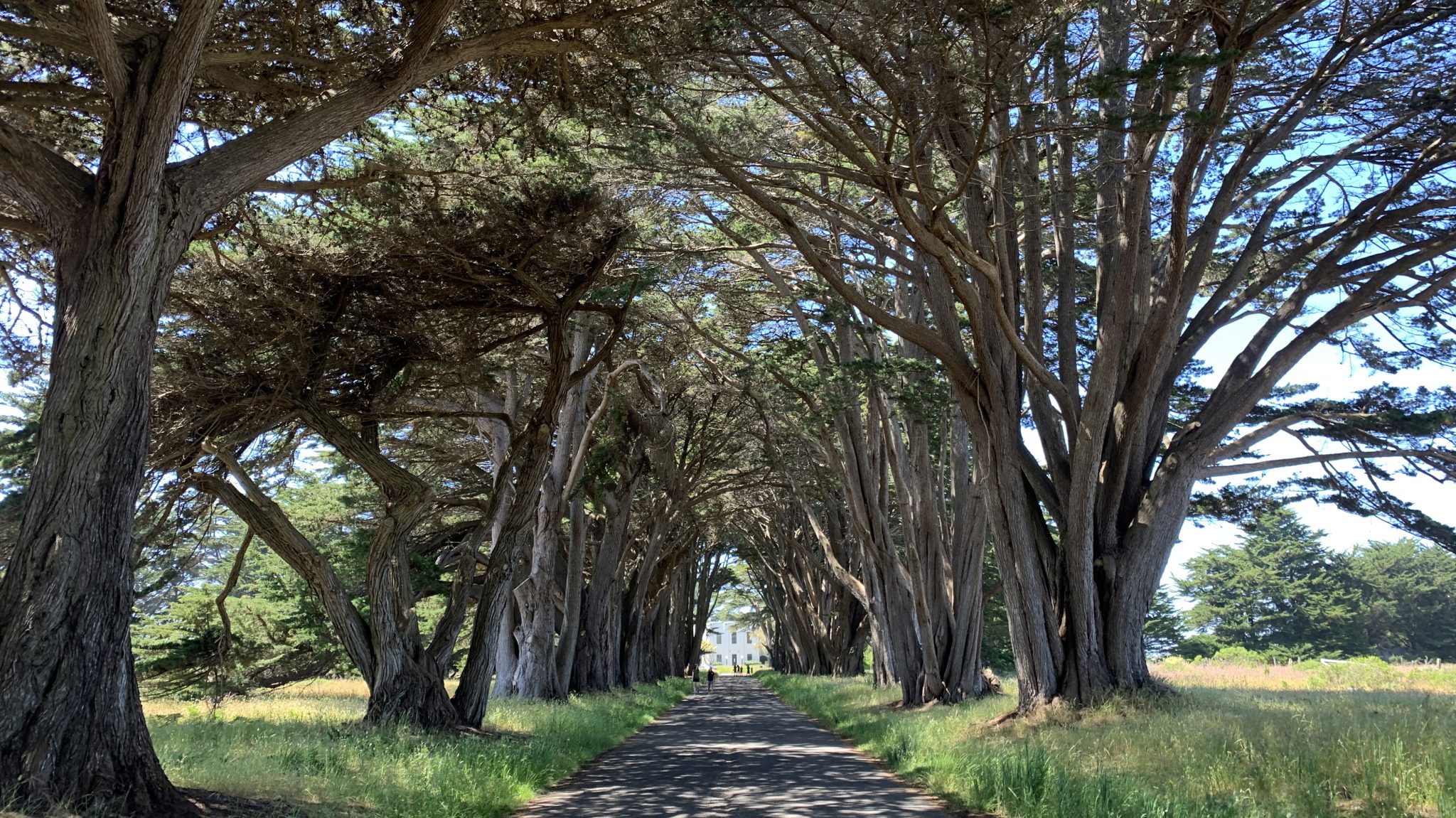 Cypress Tree Tunnel