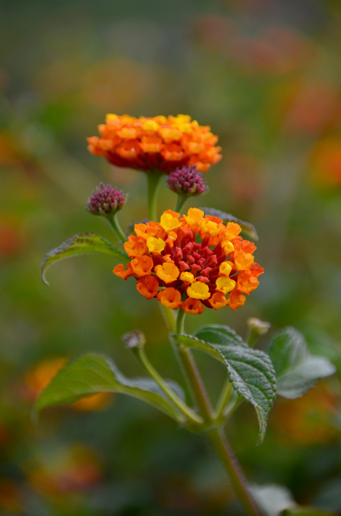 Orange Yellow And Red Lantana Flowers