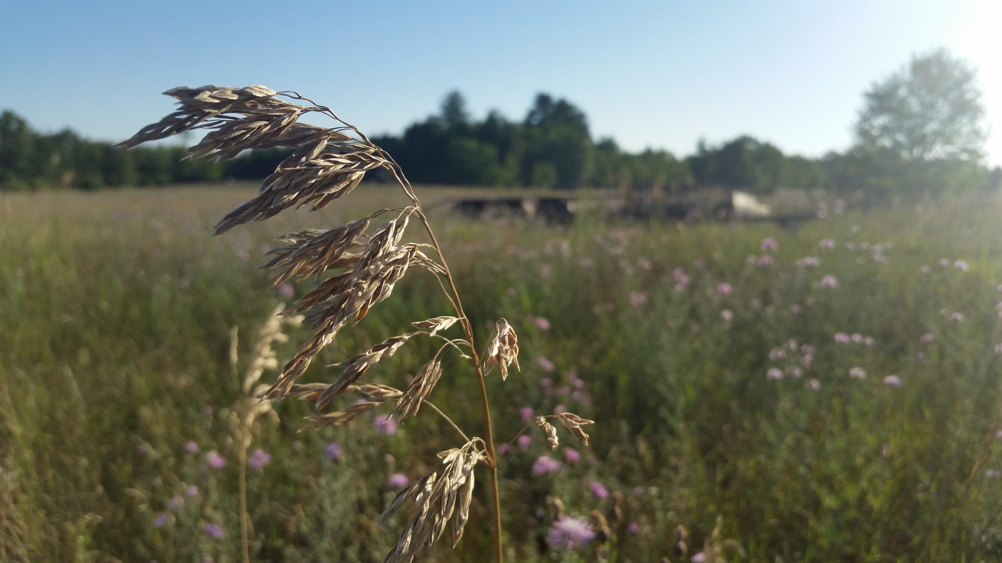 Dried grass head in the sun