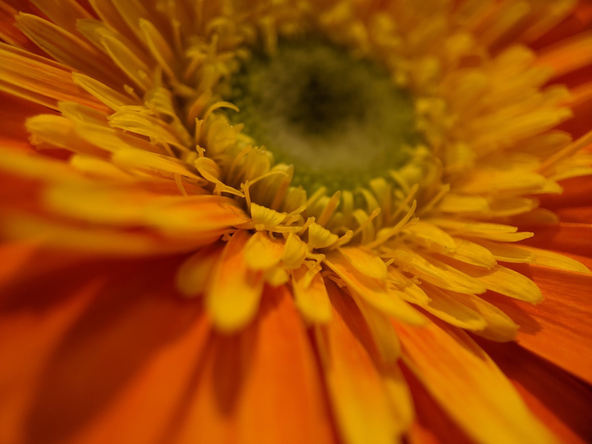 Orange flower up close