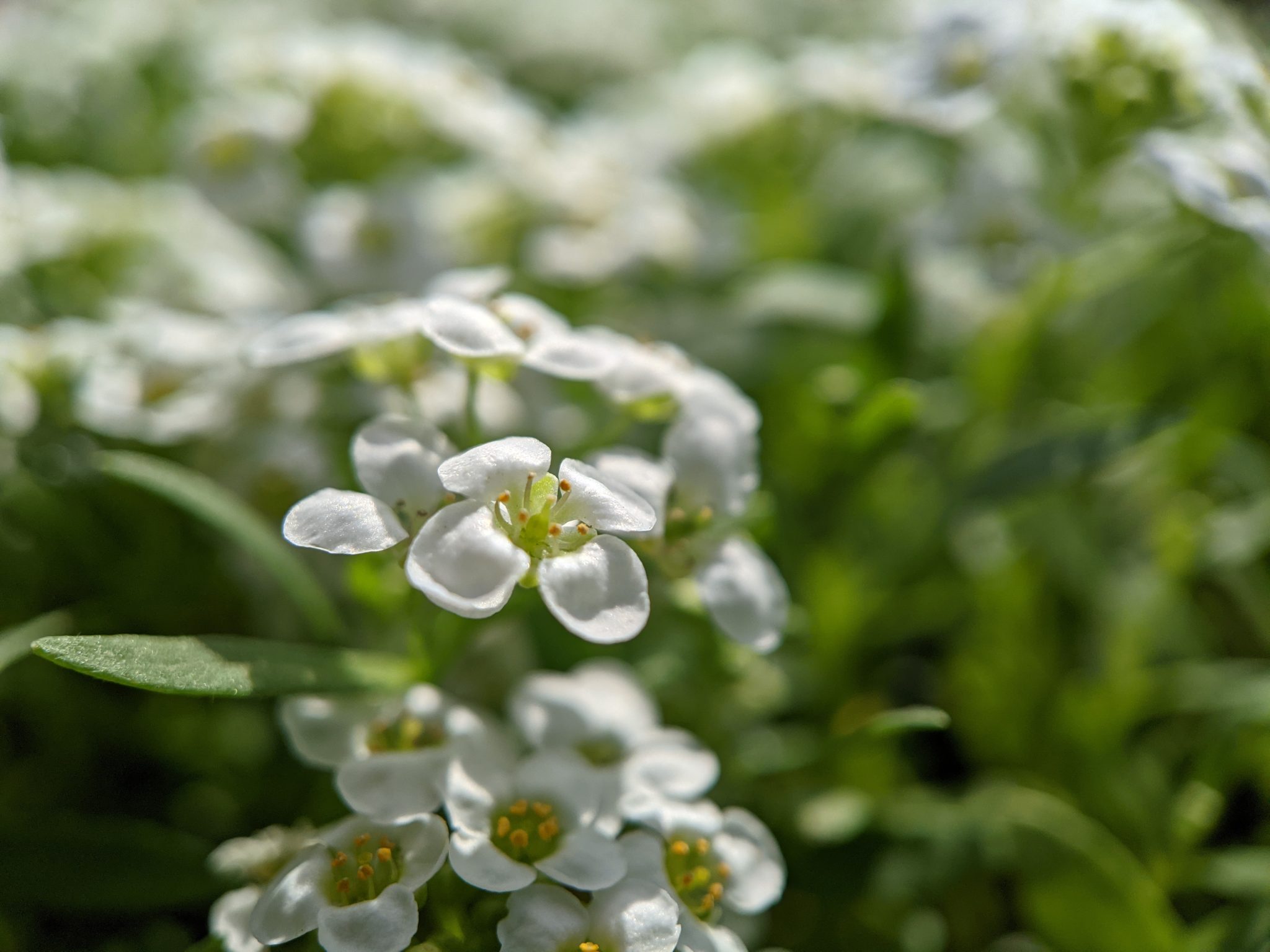 Tiny white flowers in the sun.