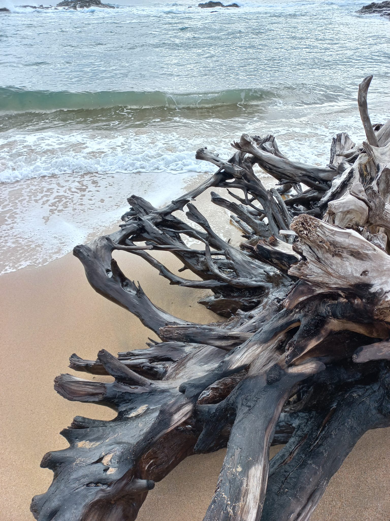 Log on a beach.