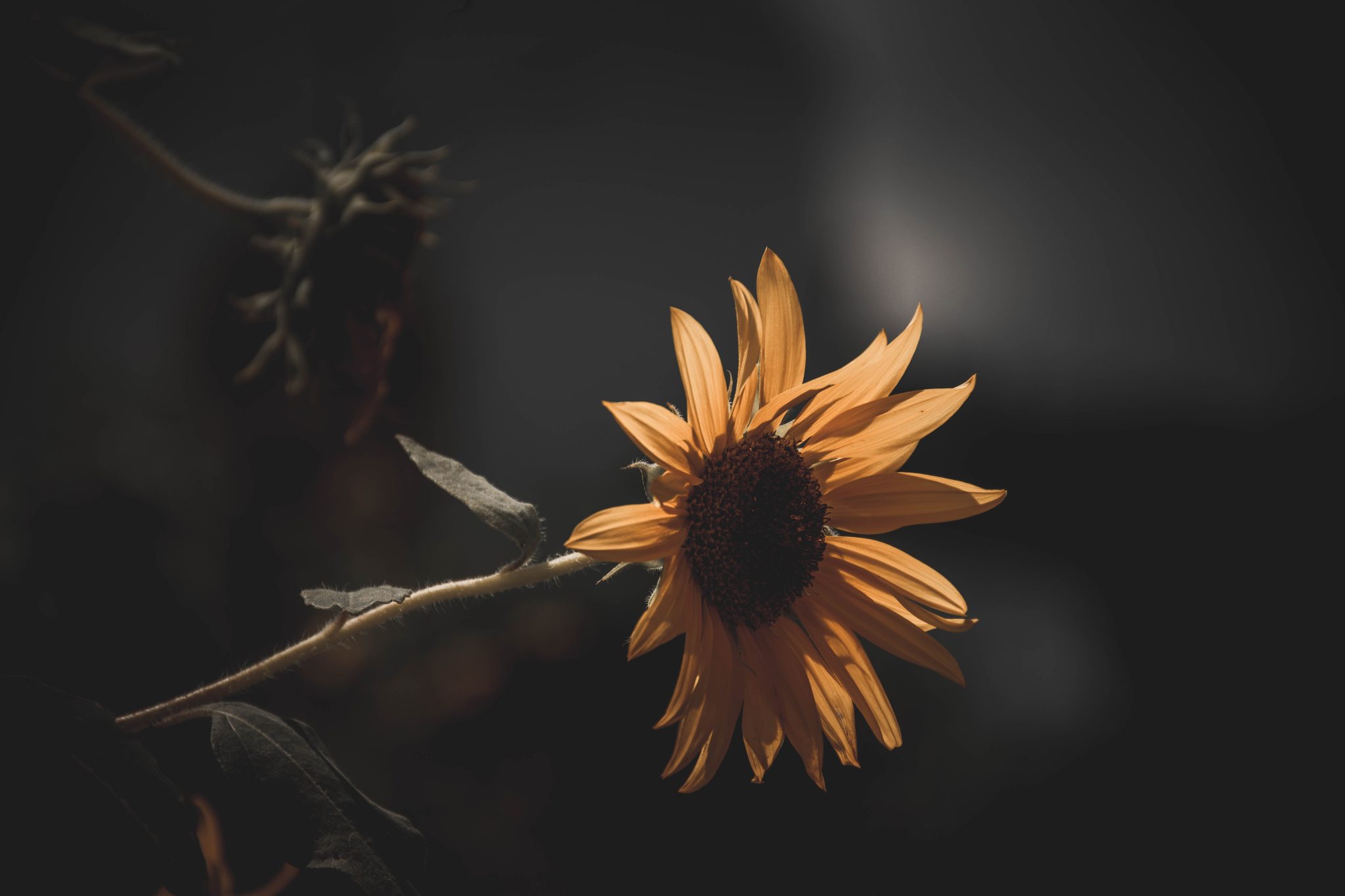 Moody yellow flower.