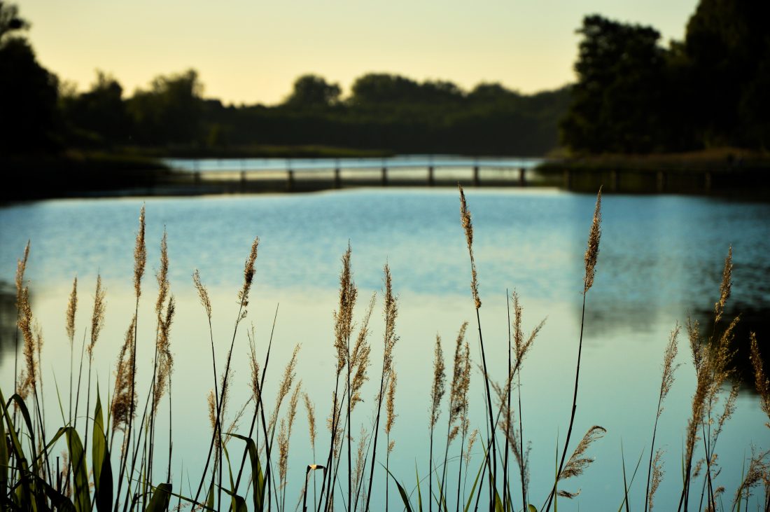 Lake View Bridge