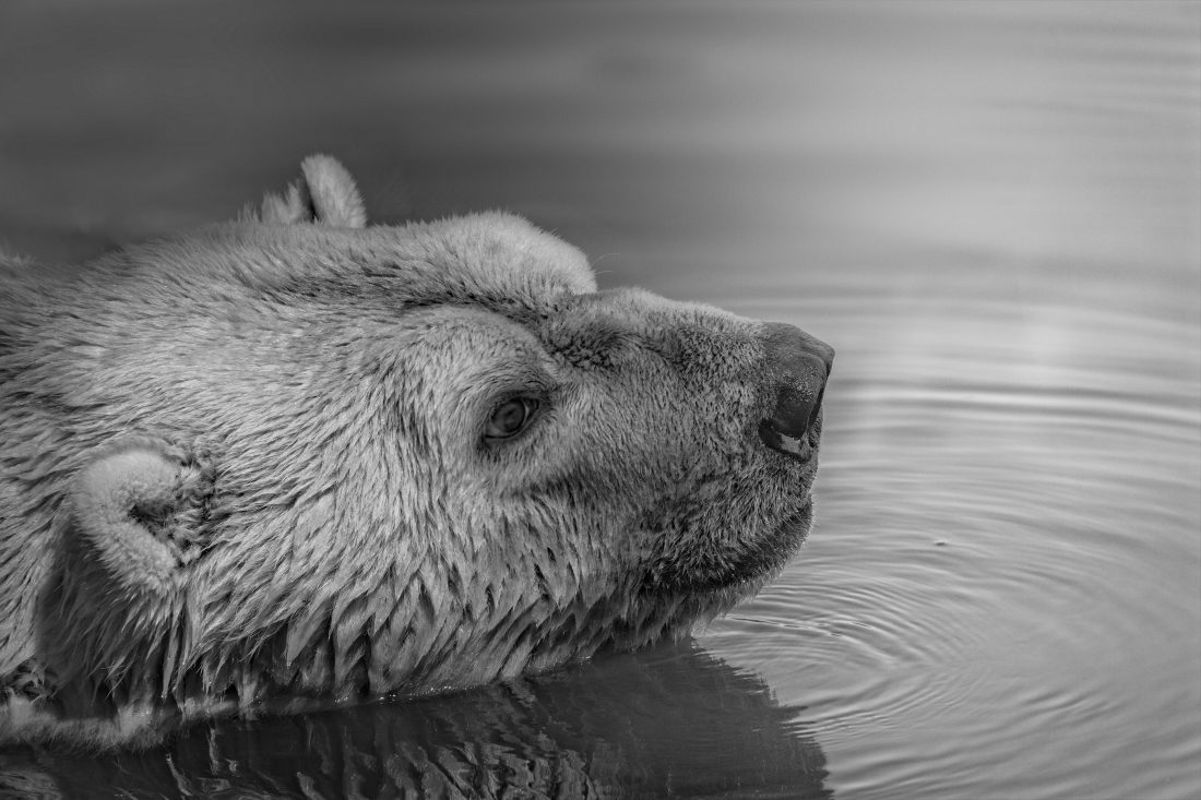 Bear Swimming