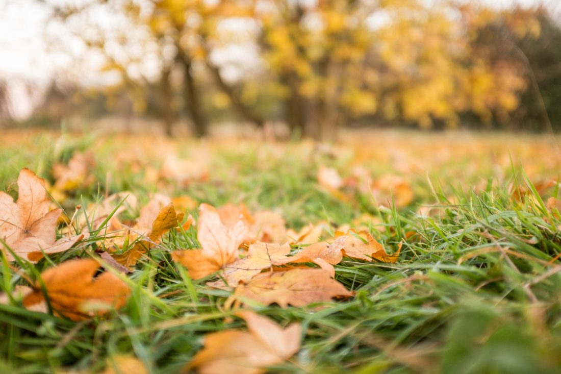 Autumn Leaves On Grass