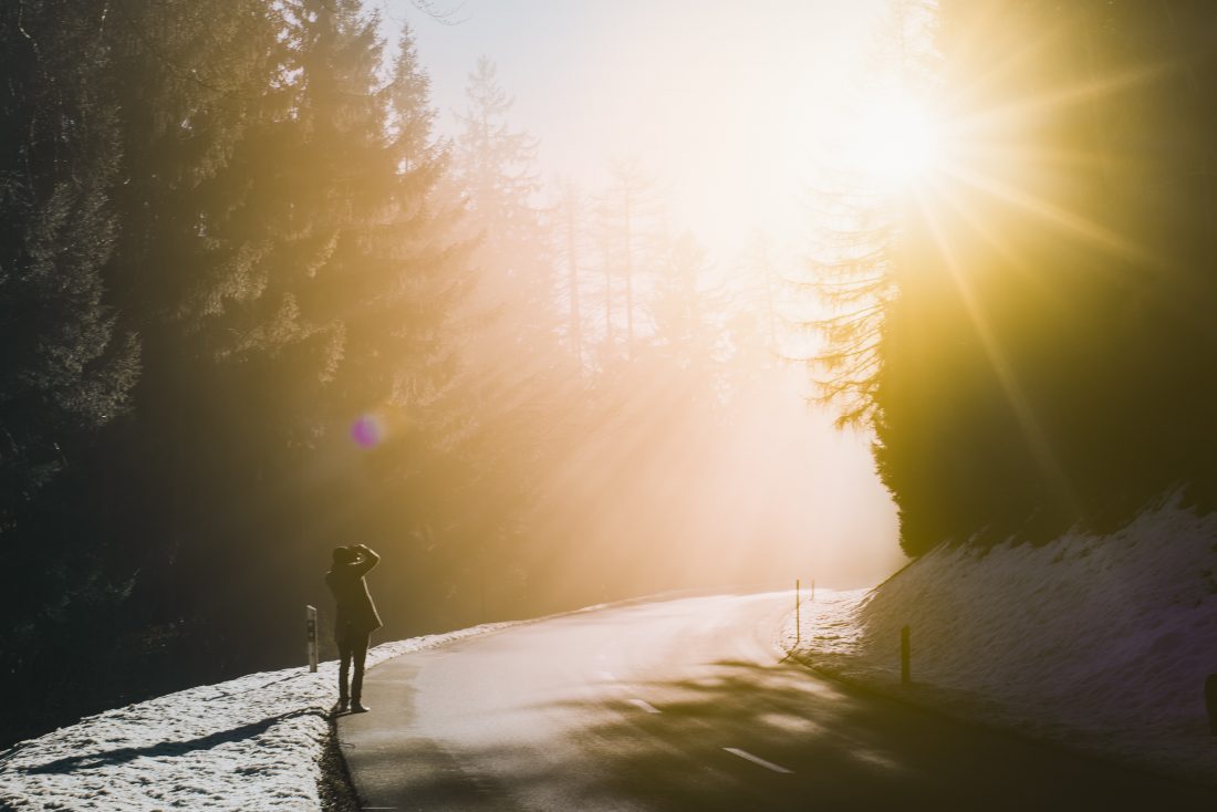 Bright Sunlight in The Forest