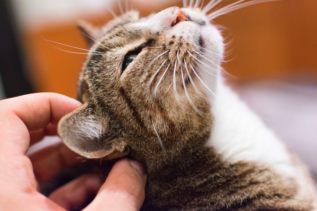 Pet Cat