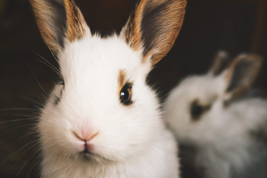 Cute Rabbits