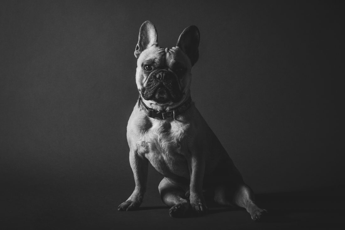 Dog Portrait