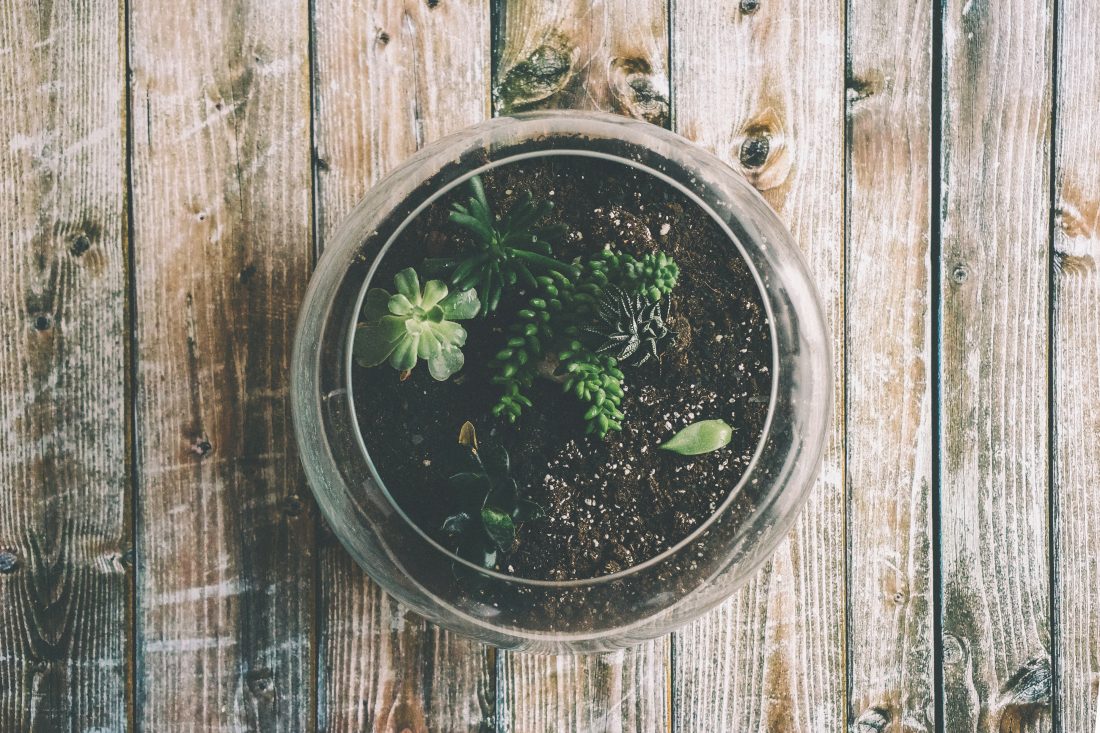 Plant in Pot