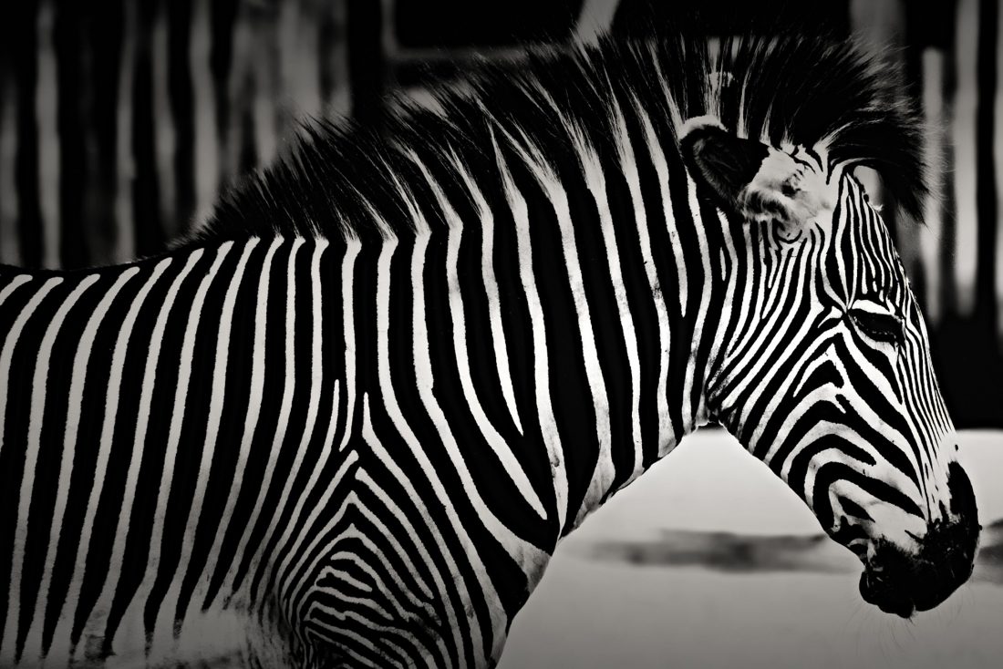 Zebra
