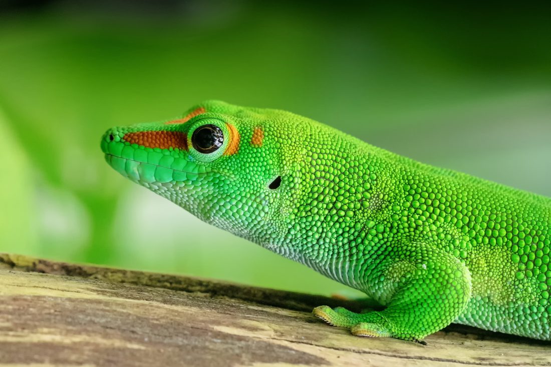 Gecko Lizard