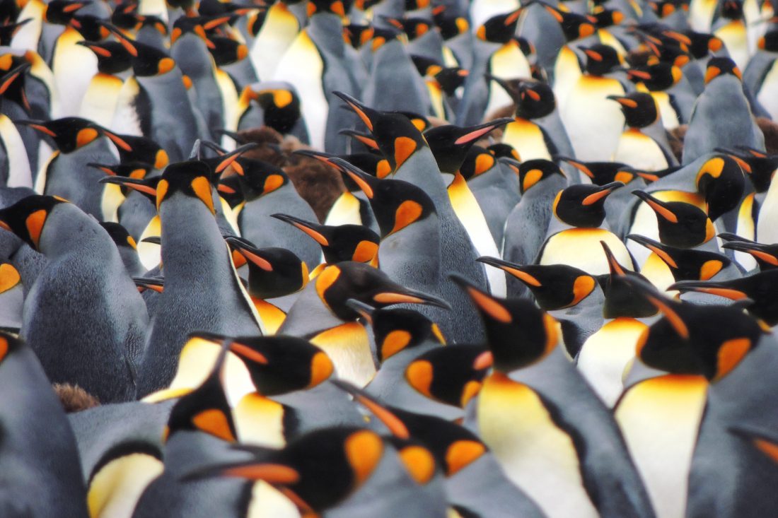Penguins