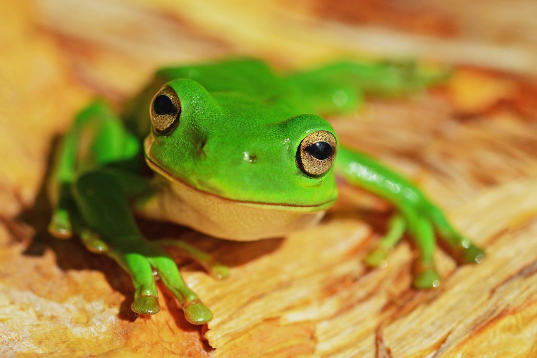 Green Frog