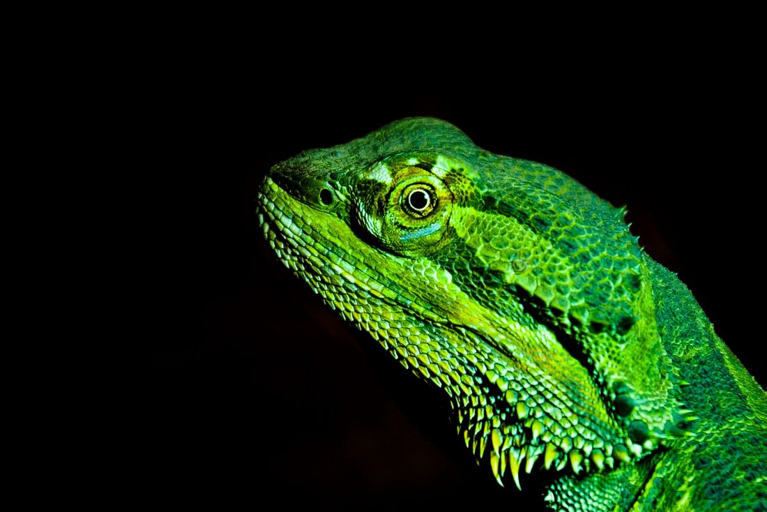 Dragon Lizard