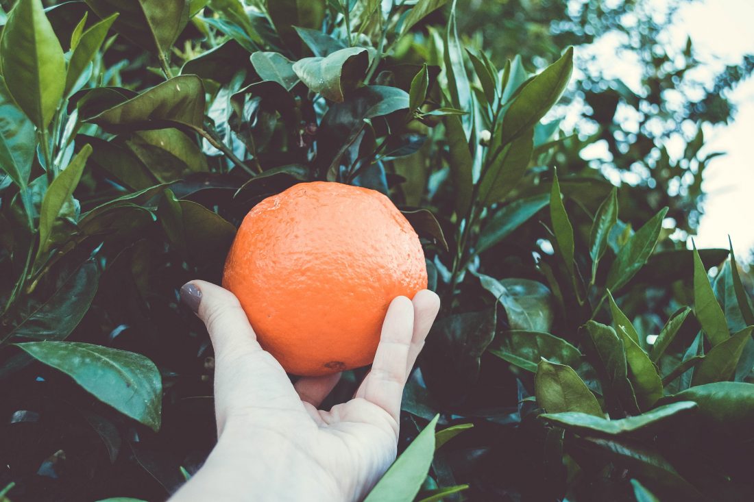 Picking Orange