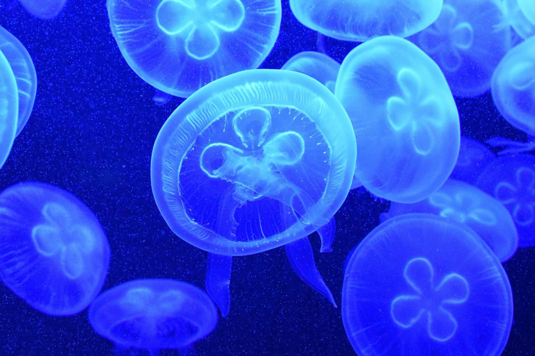 Blue Jellyfish