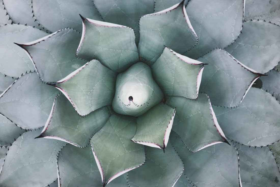 Cactus Plant