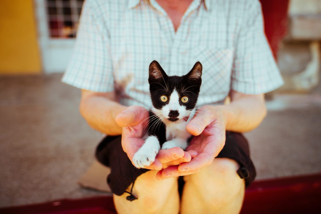 Kitten Cat