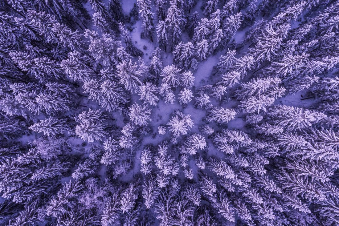 Winter Forest