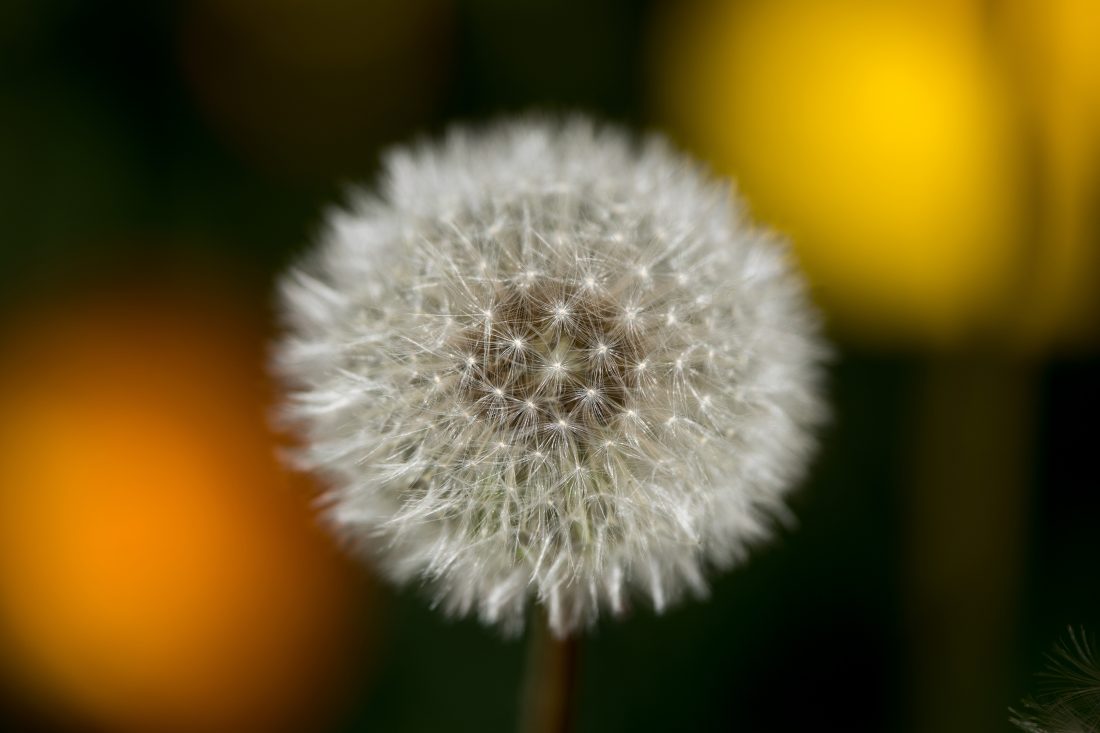 Dandelion Flower
