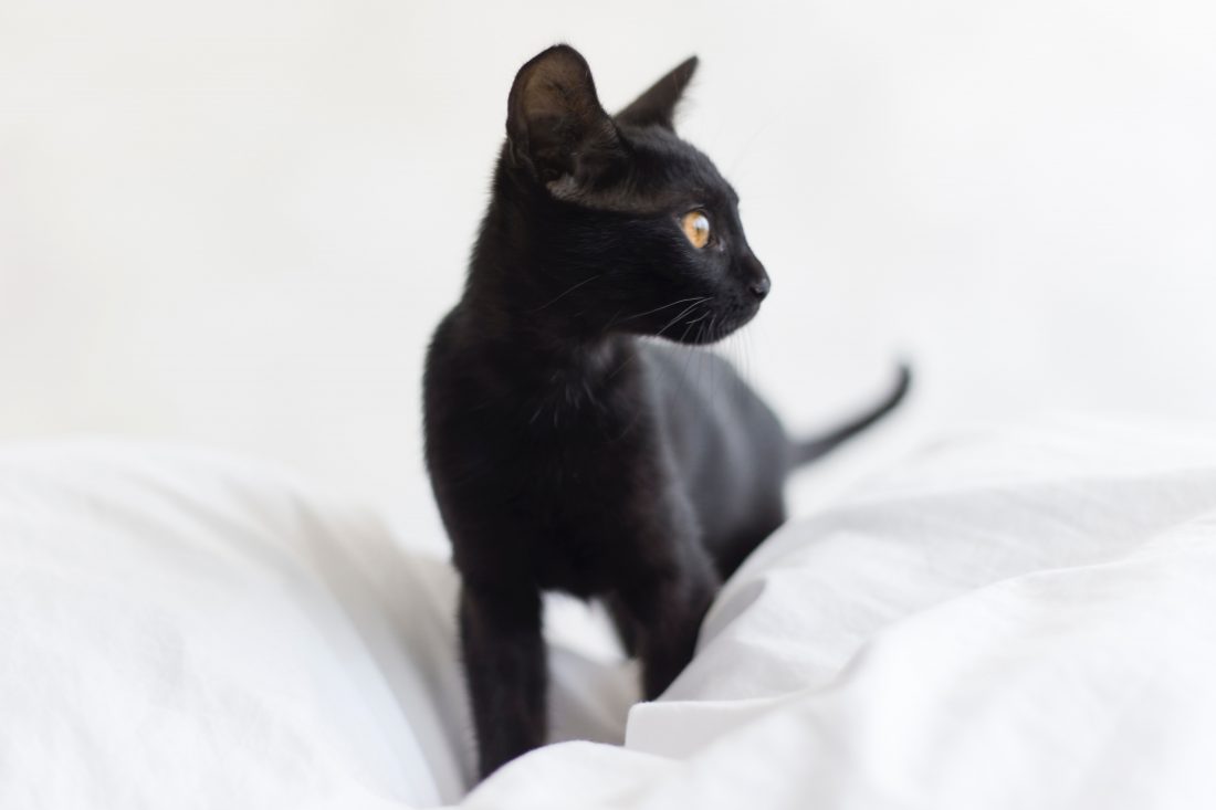 Black Cat