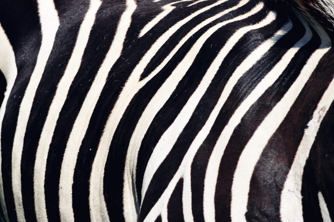 Zebra Stripes