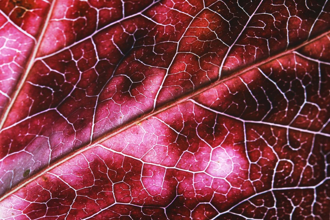 Leaf Texture