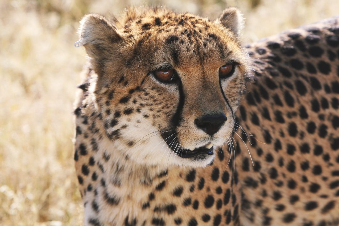 African Cheetah