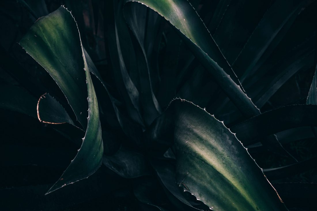 Plant Details
