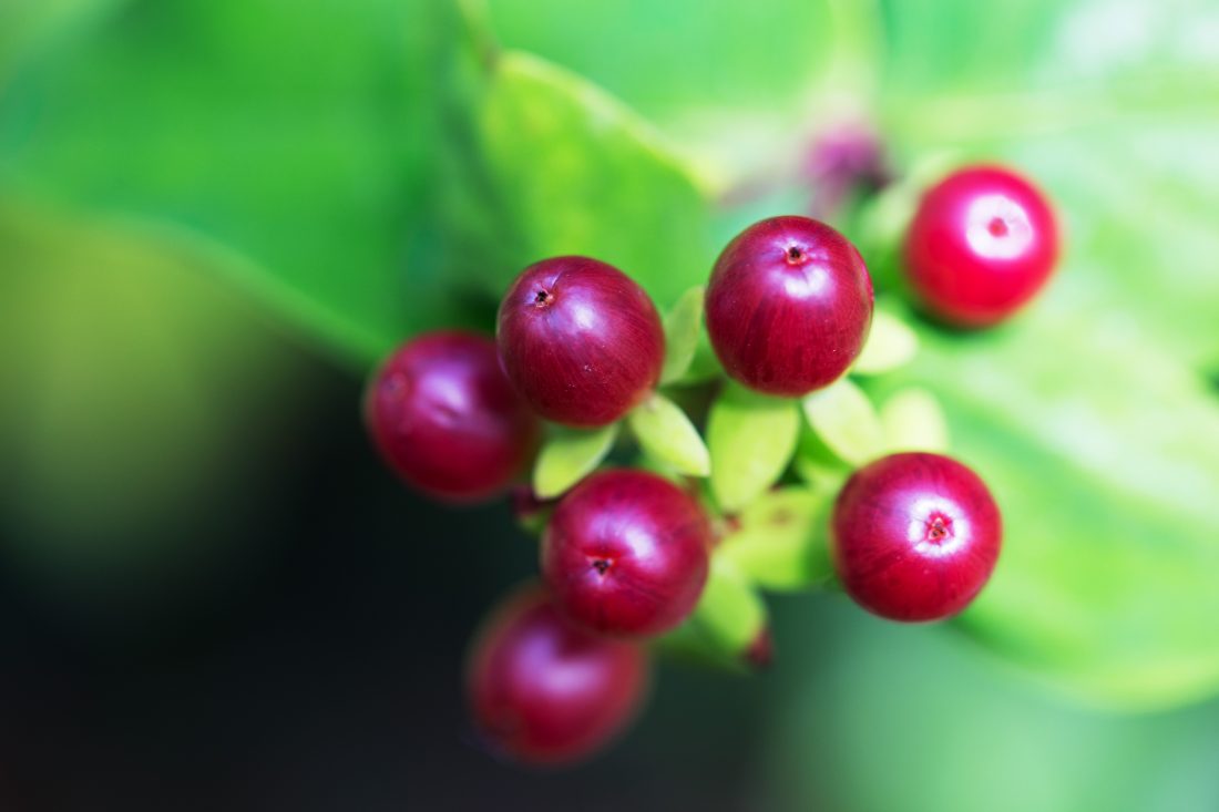 Wild Berries