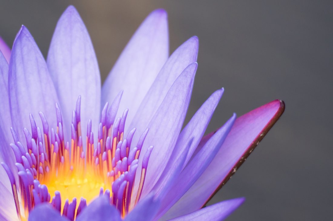 Flower Petals