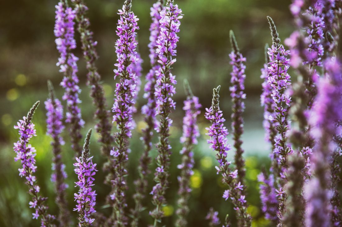 Lavender Plant