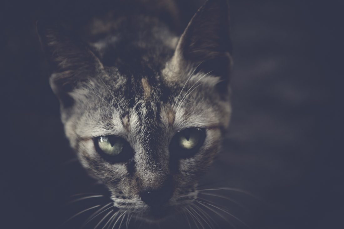 Black Cat