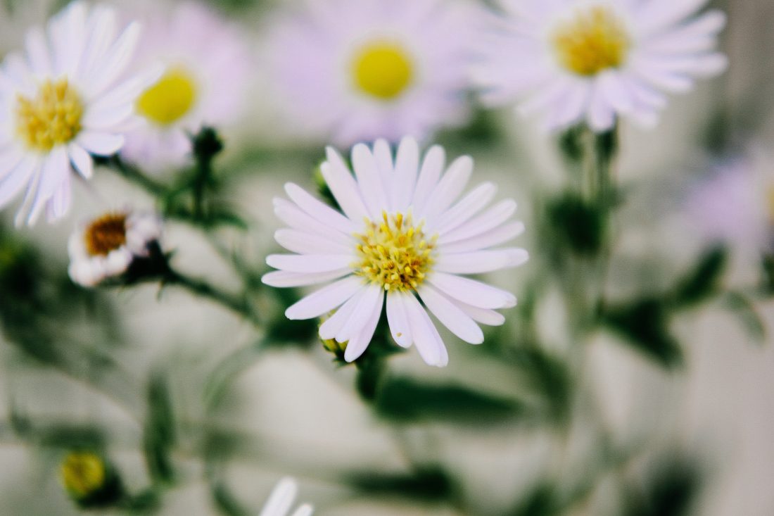 White Flowers